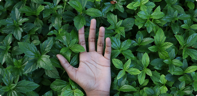 Language & accessibility